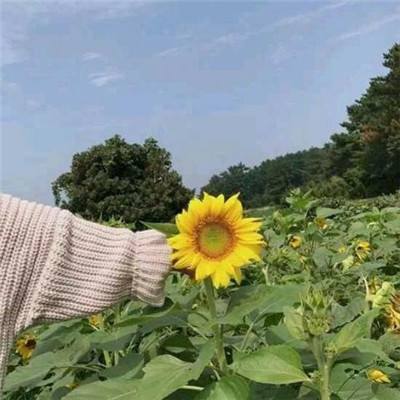 大话梦缘最新版本下载